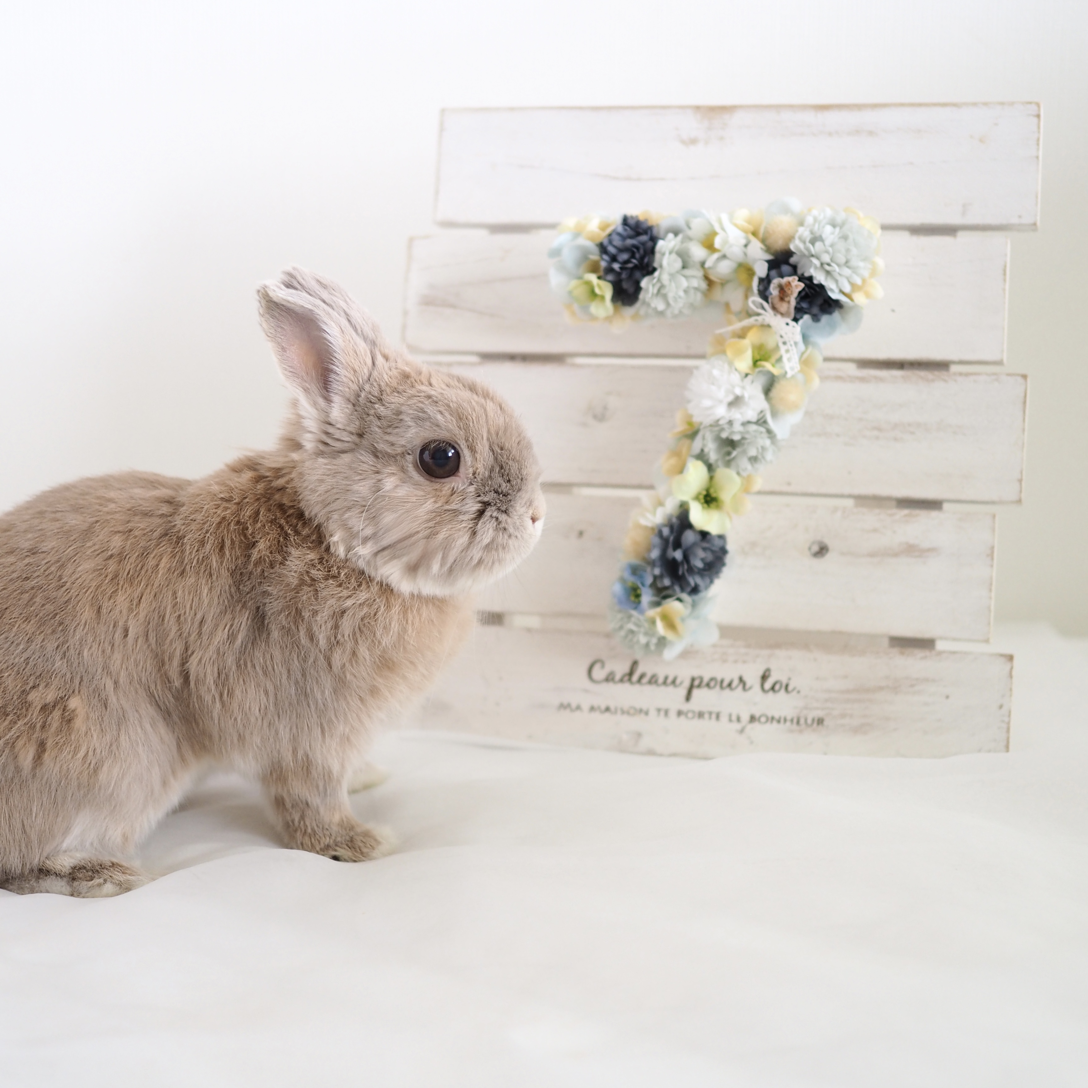 lapin*days